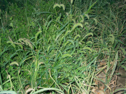 Green foxtail (Setaria viridis)
