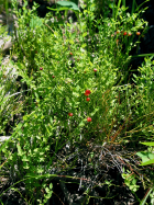 grouse whortleberry, red huckleberry (Vaccinium scoparium)