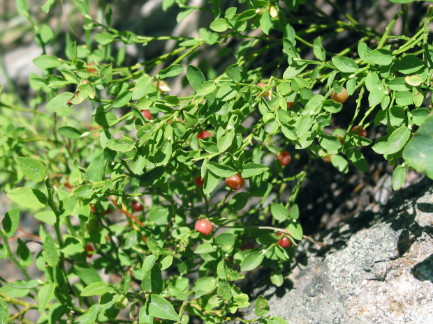 grouse whortleberry, red huckleberry (Vaccinium scoparium)