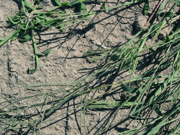 Hairy crabgrass (Digitaria sanguinalis)