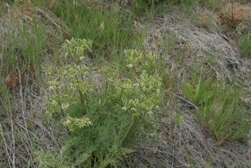 Hayden's cymopterus (Cymopterus bipinnatus)