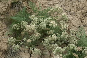 Hayden's Cymopterus (Cymopterus Bipinnatus)