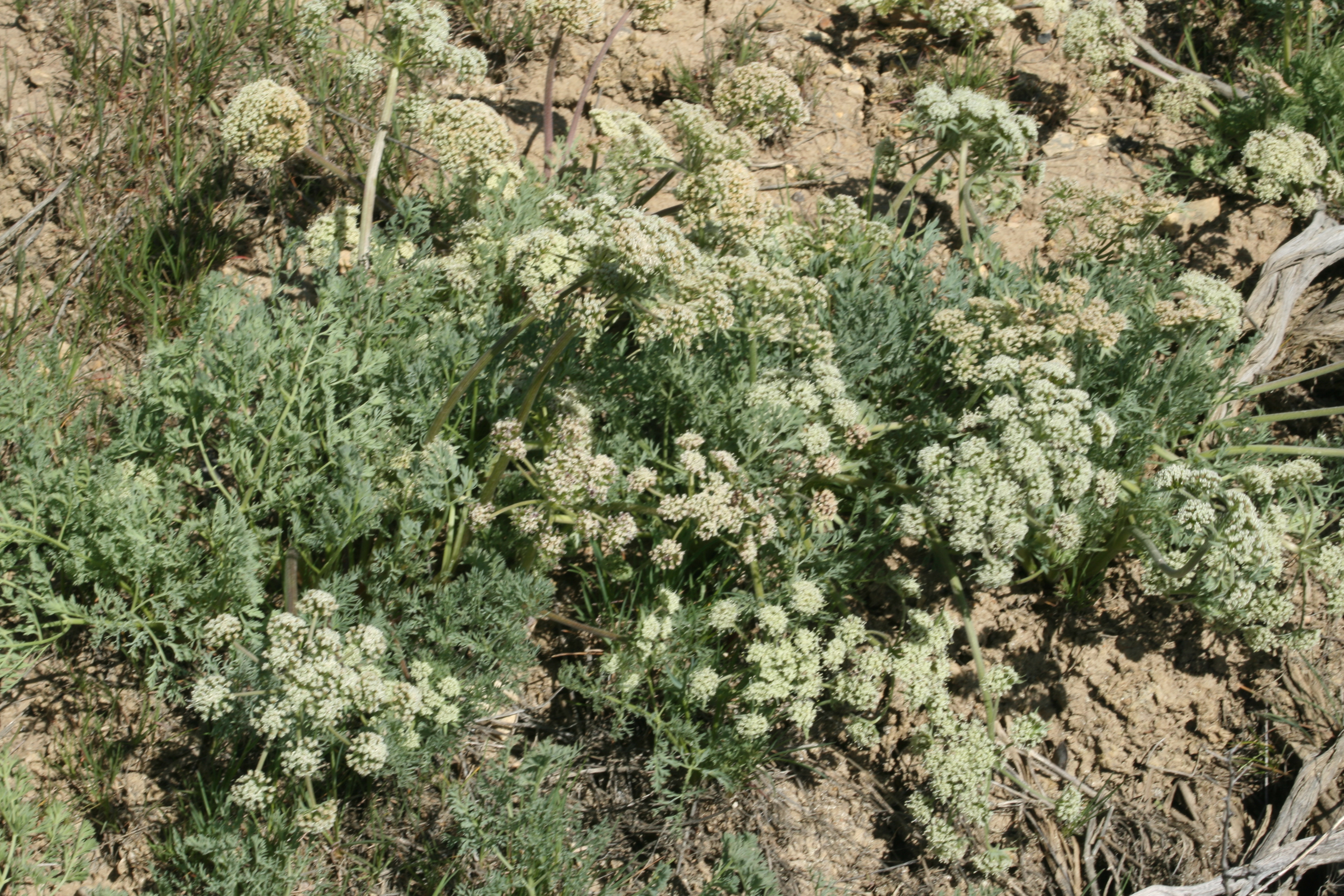 Hayden's Cymopterus (Cymopterus Bipinnatus)