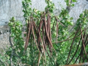 hemp dogbane (Apocynum cannabinum L.)