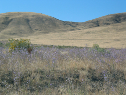tall purple aster, hoary aster, hoary tansyaster (Machaeranthera canescens)