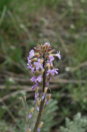 Holboells rockcress (Arabis hobeollii)