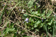 hook violet (Viola adunca)