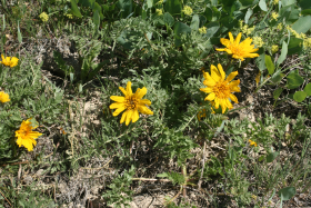 hooker's balsamroot (Balsamorhiza hookeri)