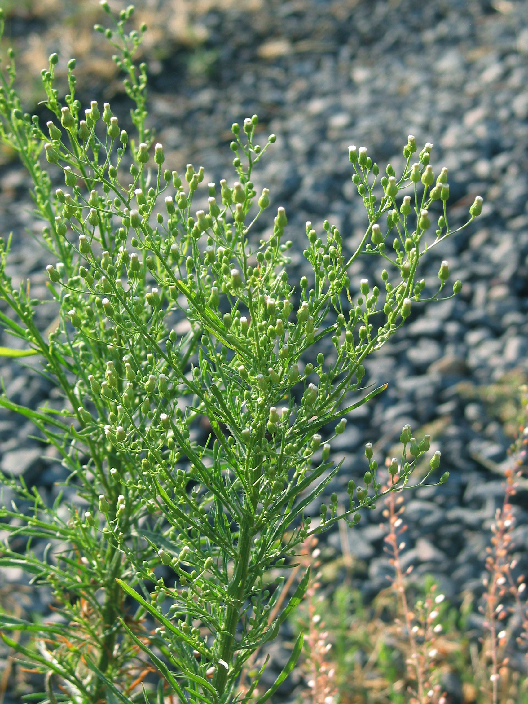 horseweed (Conyza canadensis)