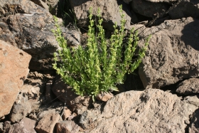 hot-rock penstemon (Penstemon deustus)