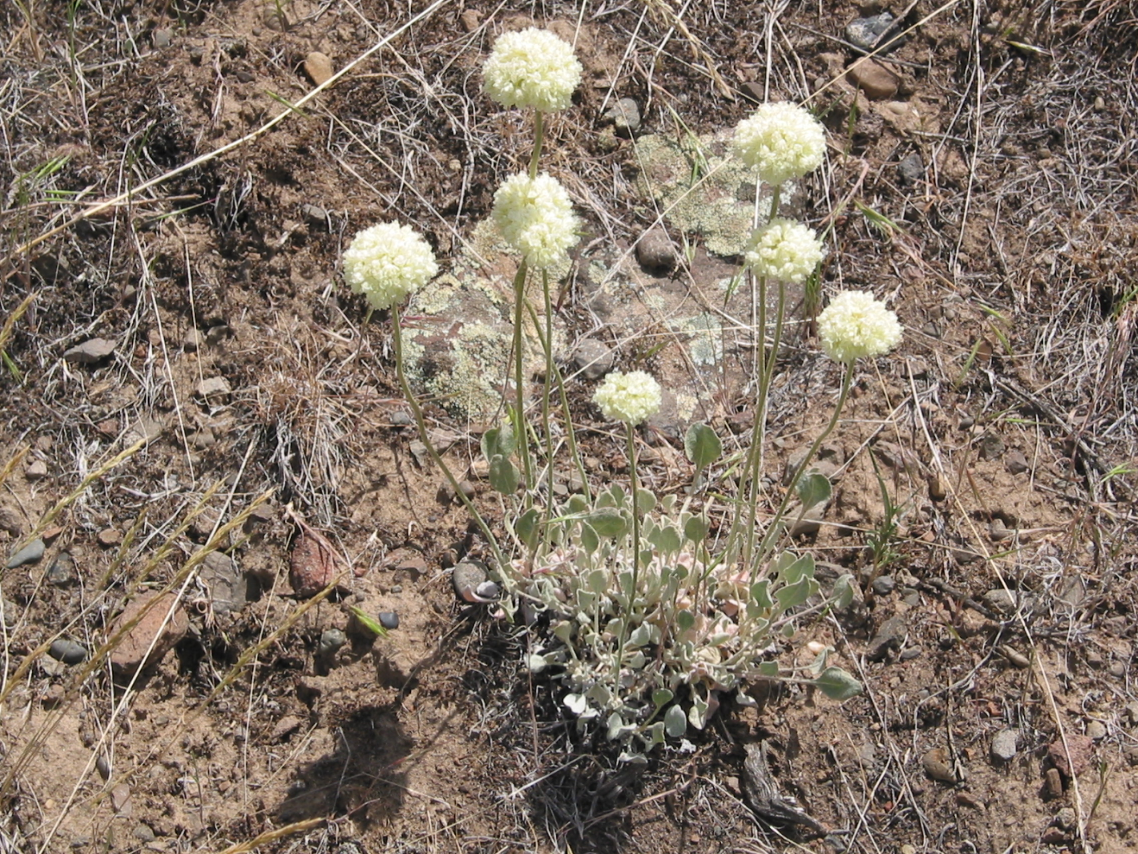 cushion buckwheat, oval-leafed eriogonum (Eriogonum ovalifolium)