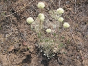 cushion buckwheat, oval-leafed eriogonum (Eriogonum ovalifolium)