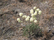 cushion buckwheat, oval-leafed eriogonum (Eriogonum ovalifolium)

