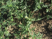 Cutleaf nightshade, Solanum triflorum