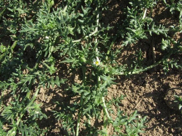 Cutleaf nightshade, Solanum triflorum