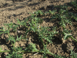 Cutleaf nightshade, Solanum triflorum
