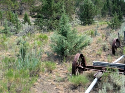Western Juniper (Juniperus occidentalis)