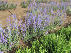 thickleaf beardtongue (Penstemon pachyphyllus)