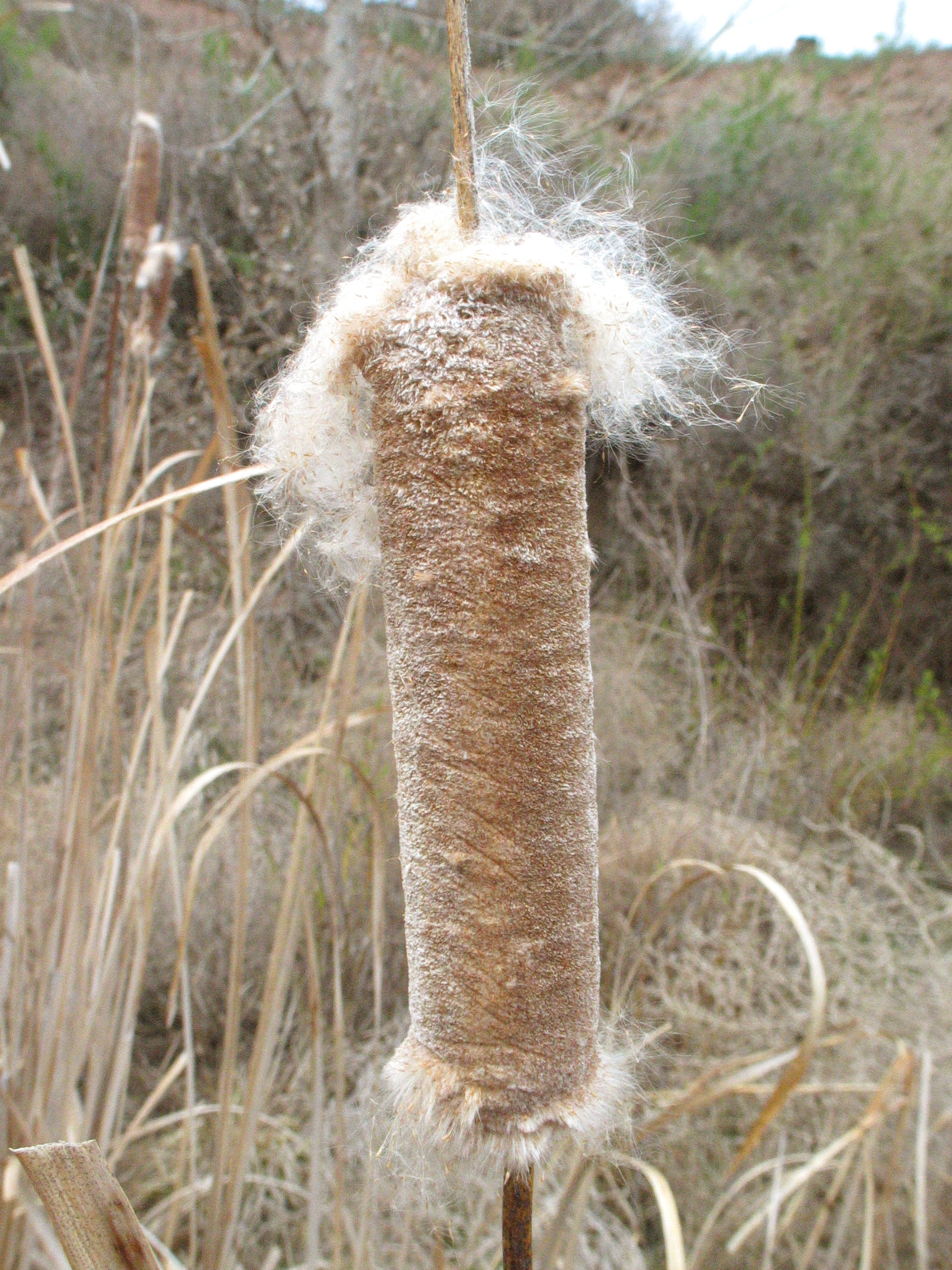 cat-tail (Typha latifolia)