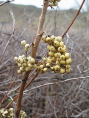 poison ivy (Toxicodendron rydbergii)