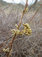 poison ivy (Toxicodendron rydbergii)