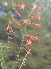 Scarlet Gilia (Gilia aggregata)