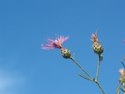 spotted knapweed (Centaurea maculosa)