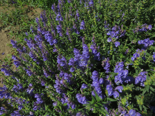 narrowleaf skullcap (Scutellaria angustifolia Pursh ssp. angustifolia)
Narrowleaf skullcap can grow much more vigorously under cultivation than in nature, as pictured here growing in Ontario, Oregon, 2021.
