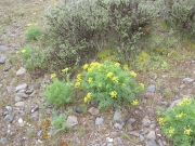 Gray's lomatium, Gray's desert parsley (Lomatium grayi)
<p>
