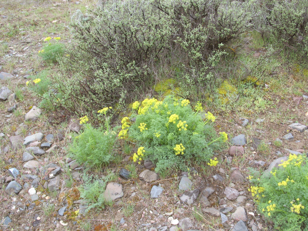 Gray's lomatium, Gray's desert parsley (Lomatium grayi)


