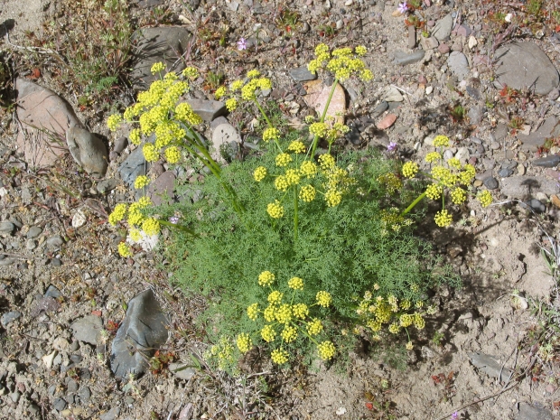 Gray's lomatium, Gray's desert parsley (Lomatium grayi)



