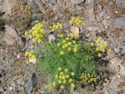 Gray's lomatium, Gray's desert parsley (Lomatium grayi)
<p>