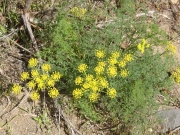 Gray's lomatium, Gray's desert parsley (Lomatium grayi)