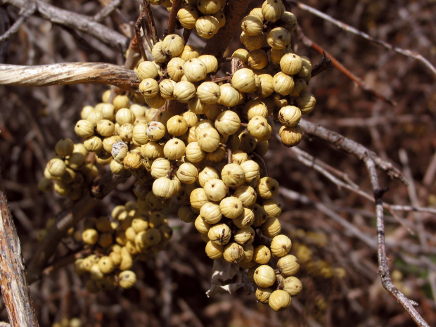 poison ivy (Toxicodendron rydbergii)

