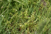 narrowleaf minerslettuce, indian lettuce (Montia linearis)