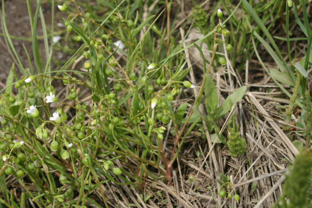 narrowleaf minerslettuce, indian lettuce (Montia linearis)