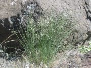 Indian ricegrass (Achnatherum hymenoides )