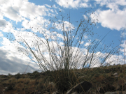 Indian ricegrass (Achnatherum hymenoides )