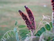 indigo bush, false indigo (Amorpha fruticosa)