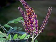 indigo bush, false indigo (Amorpha fruticosa)