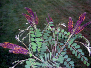 indigo bush, false indigo (Amorpha fruticosa)
