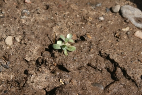 Jagged Chickweed (Holosteum umbellatum)
