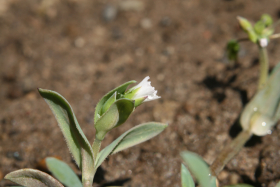 Jagged Chickweed (Holosteum umbellatum)