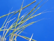 jointed goatgrass (Aegilops cylindrica)
