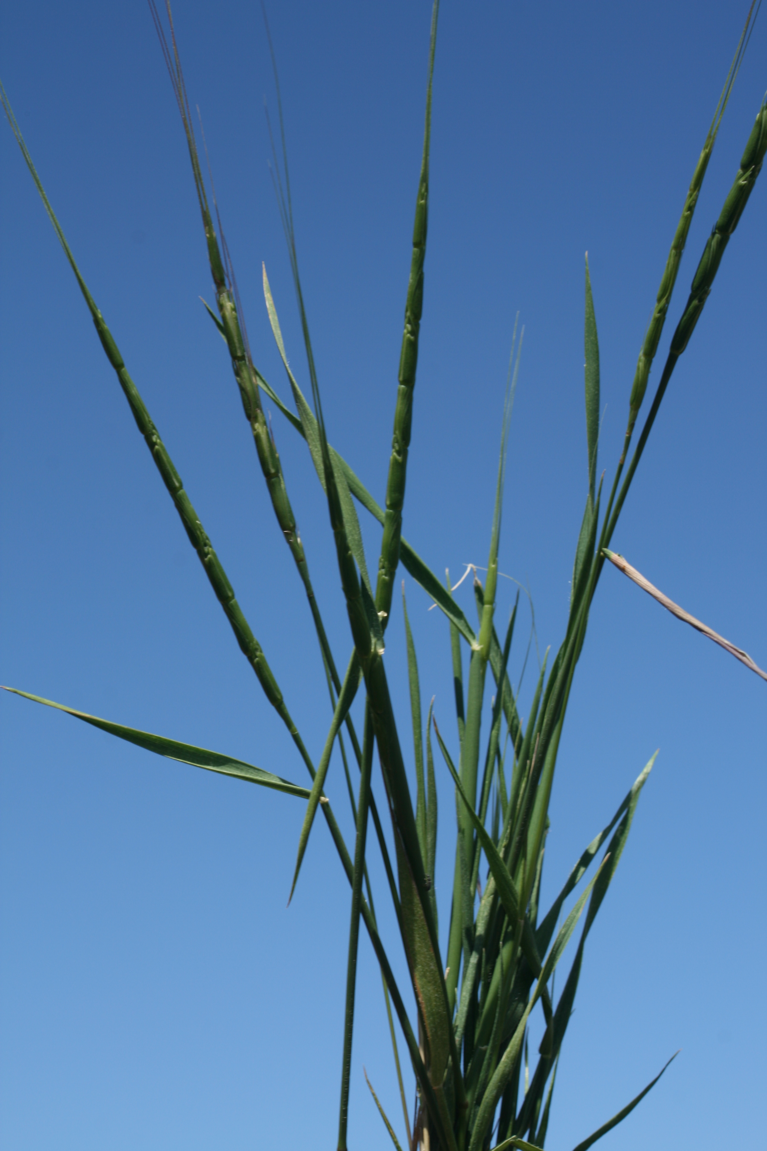 Jointed Goatgrass (Aegilops cylindrica)
