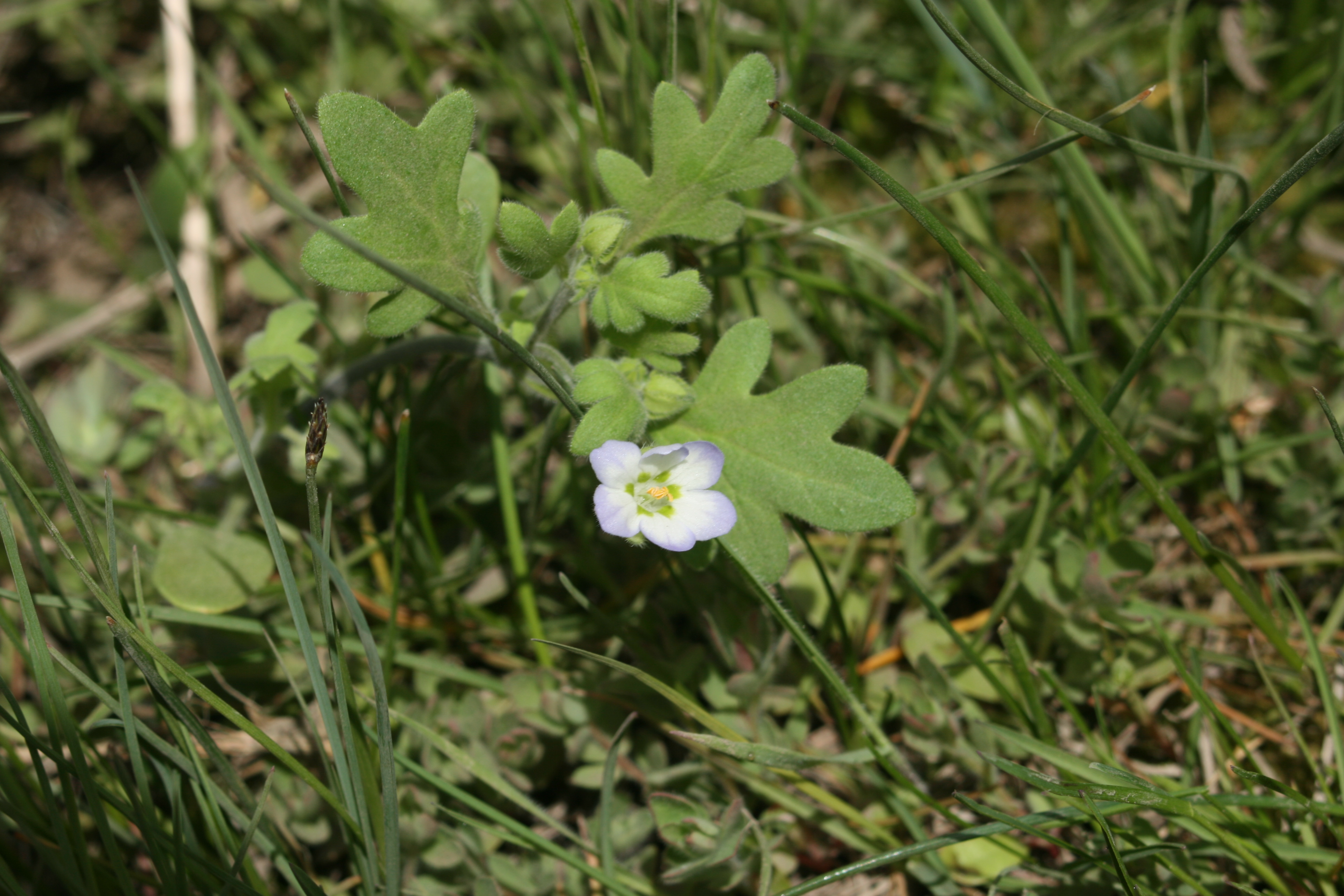 Kirtley's nemophila (Nemophila kirtleyi)