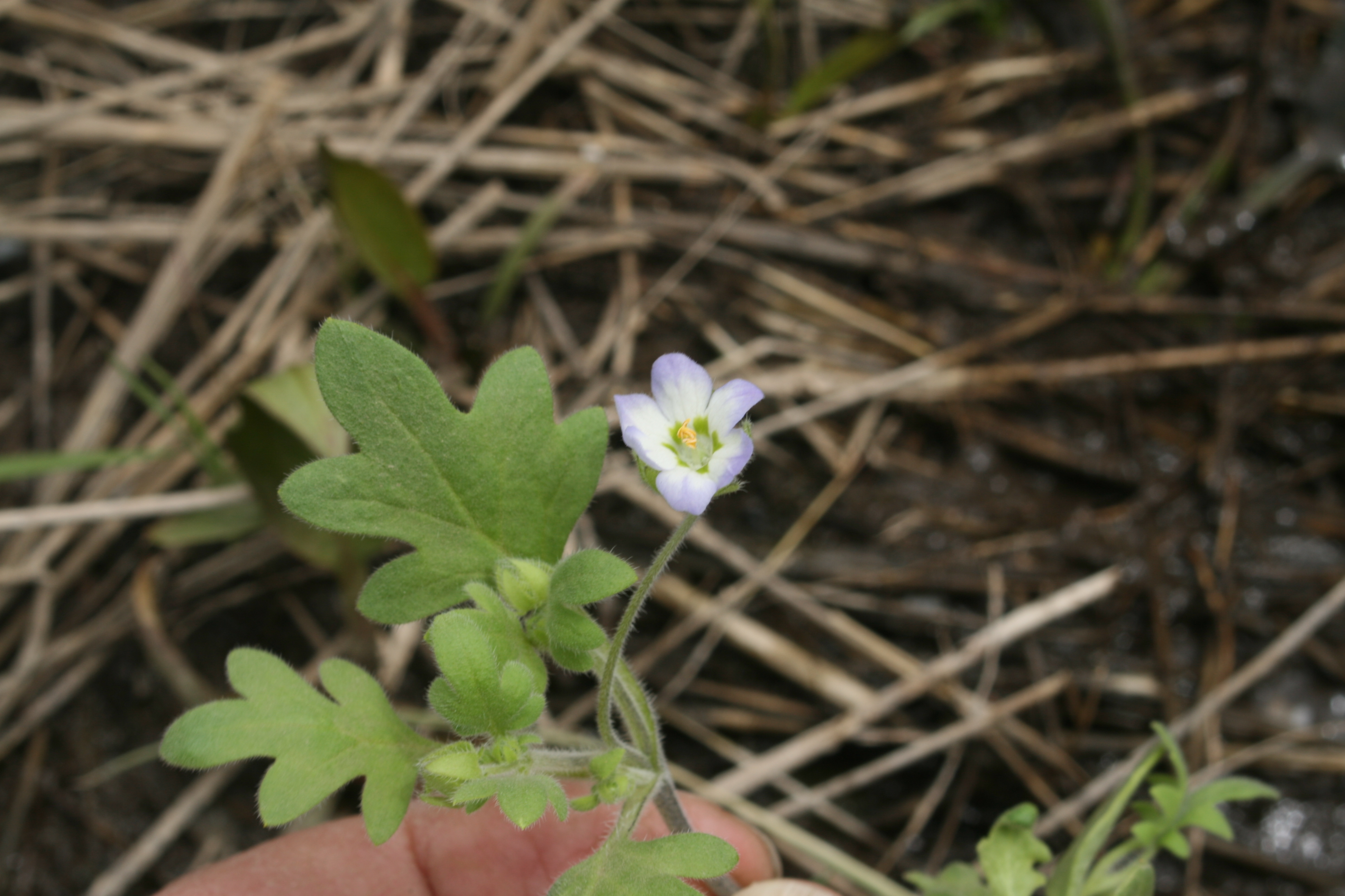 Kirtley's nemophila (Nemophila kirtleyi)