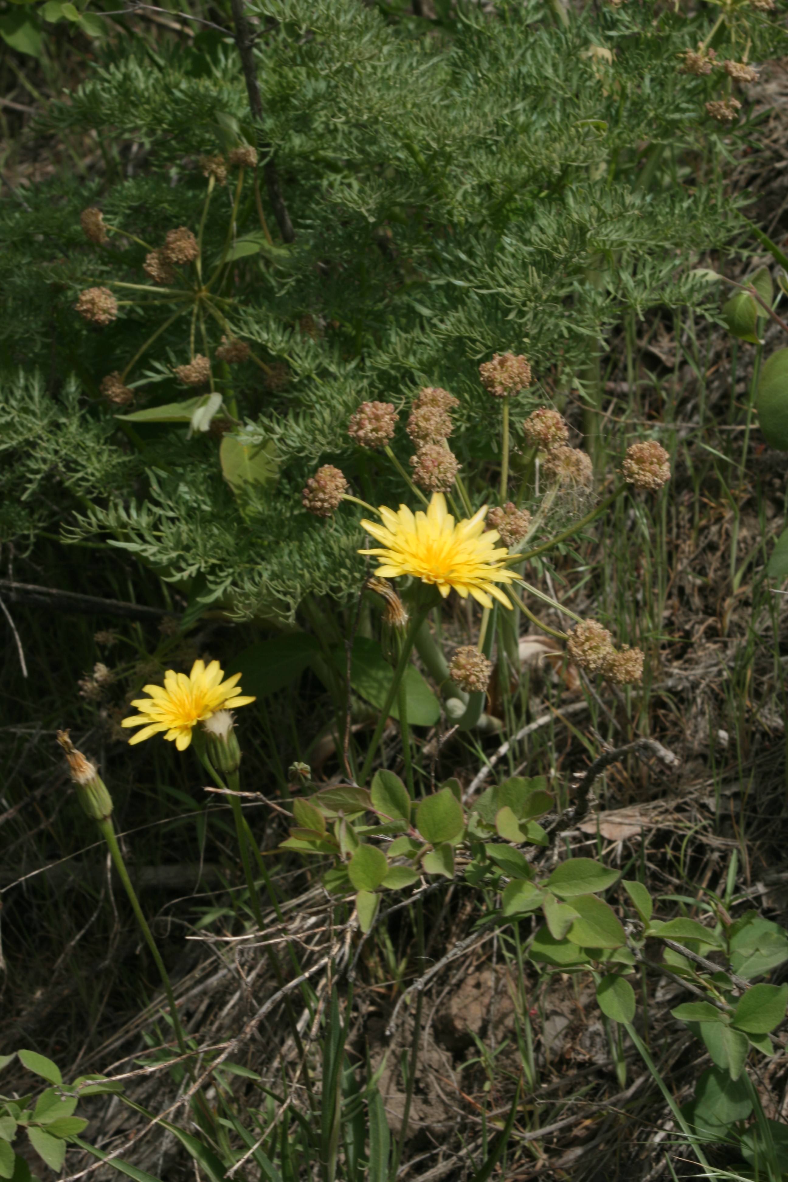 nodding microseris (Microseris nutans)