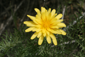 nodding microseris (Microseris nutans)