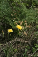 Nodding Microseris (Microseris Nutans)